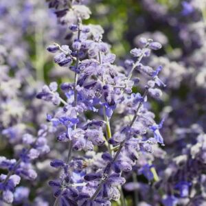 Salvia 'Blue Spire' (was Perovskia) 30-40 cm